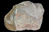 Polished Dinosaur Bone (Gembone) Section - Colorado #70065-1